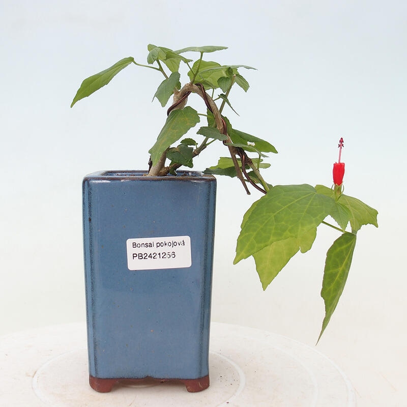 Zimmerbonsai - Malvaviscus arboreus - holziger Hibiskus