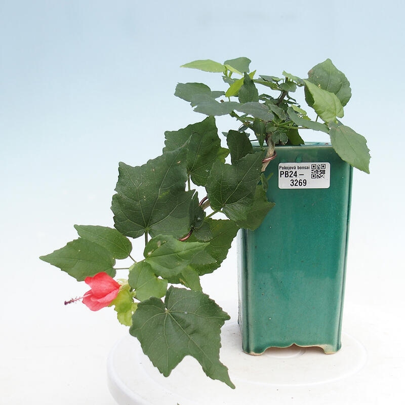 Zimmerbonsai - Malvaviscus arboreus - holziger Hibiskus