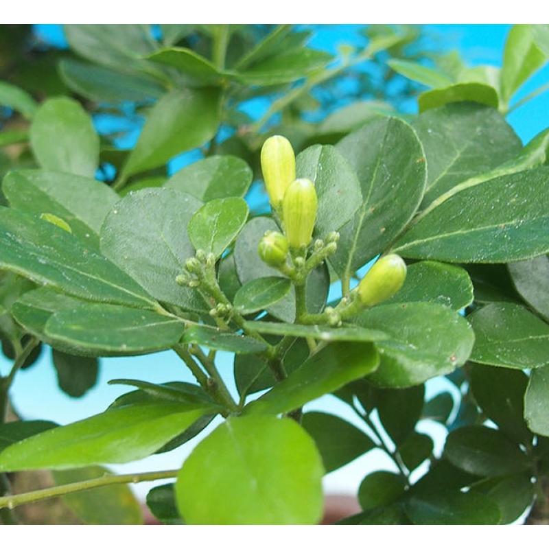Zimmerbonsai - Muraya paniculata