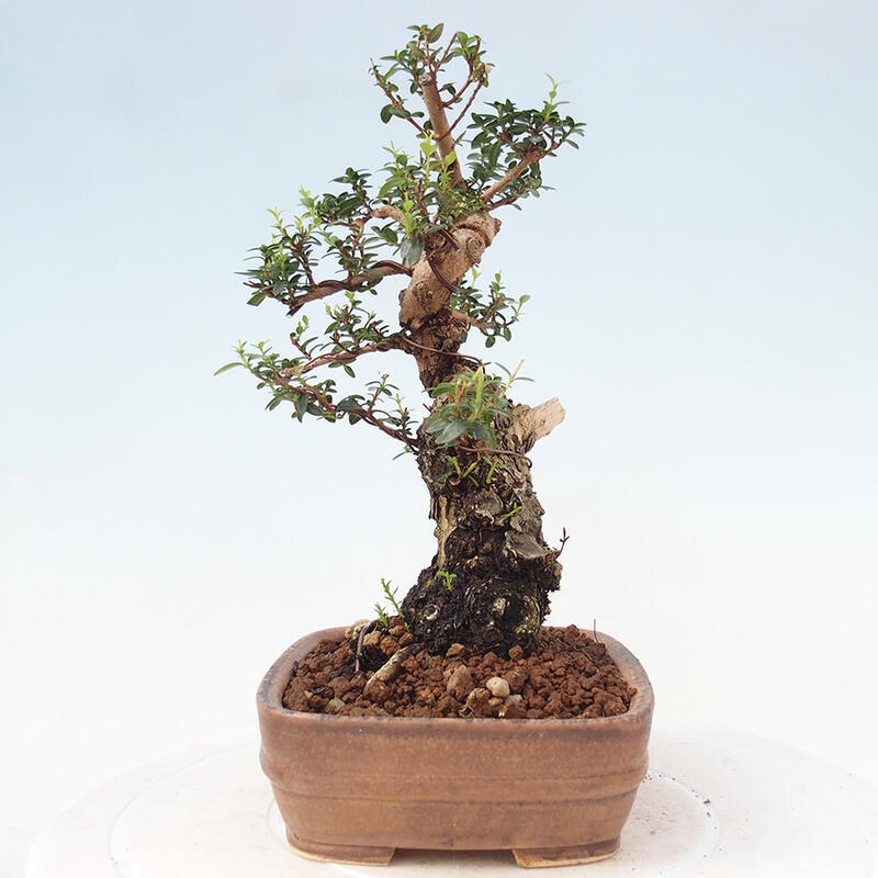 Zimmerbonsai - Myrtus communis - Gewöhnliche Myrte