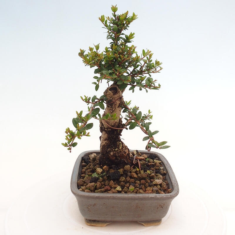 Zimmerbonsai - Myrtus communis - Gewöhnliche Myrte