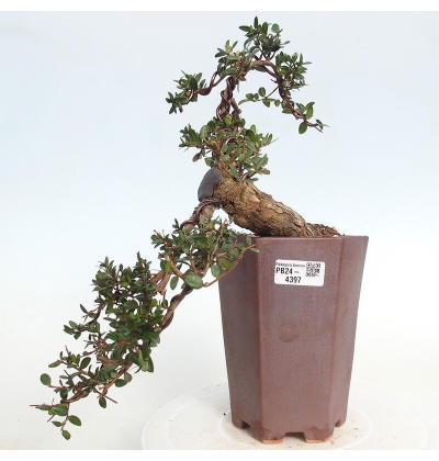 künstliche pflanzen shop 4 Stück Kunstpflanze 25.5/14.6 cm, Künstliche Pflanzen wie echt für De