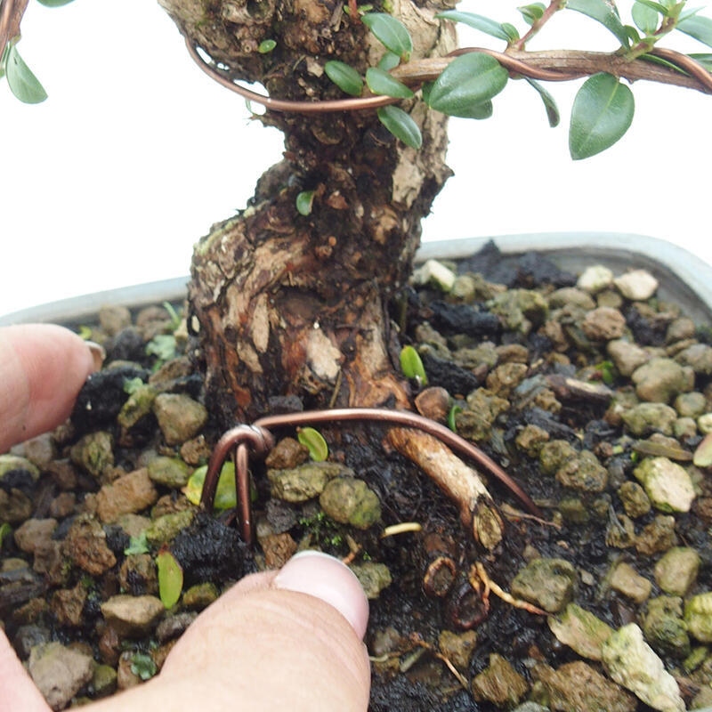 Zimmerbonsai - Myrtus communis - Gewöhnliche Myrte
