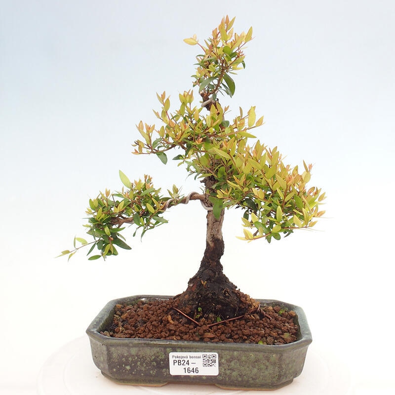 Zimmerbonsai - Myrtus communis - Gewöhnliche Myrte