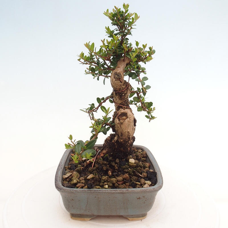 Zimmerbonsai - Myrtus communis - Gewöhnliche Myrte