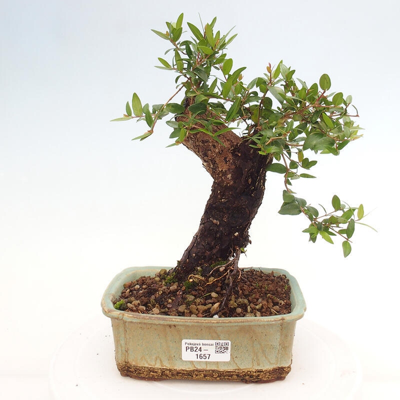 Zimmerbonsai - Myrtus communis - Gewöhnliche Myrte