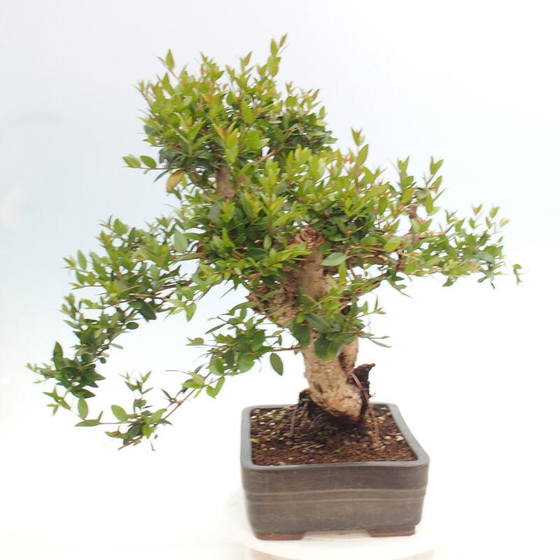 Zimmerbonsai - Myrtus communis - Gewöhnliche Myrte