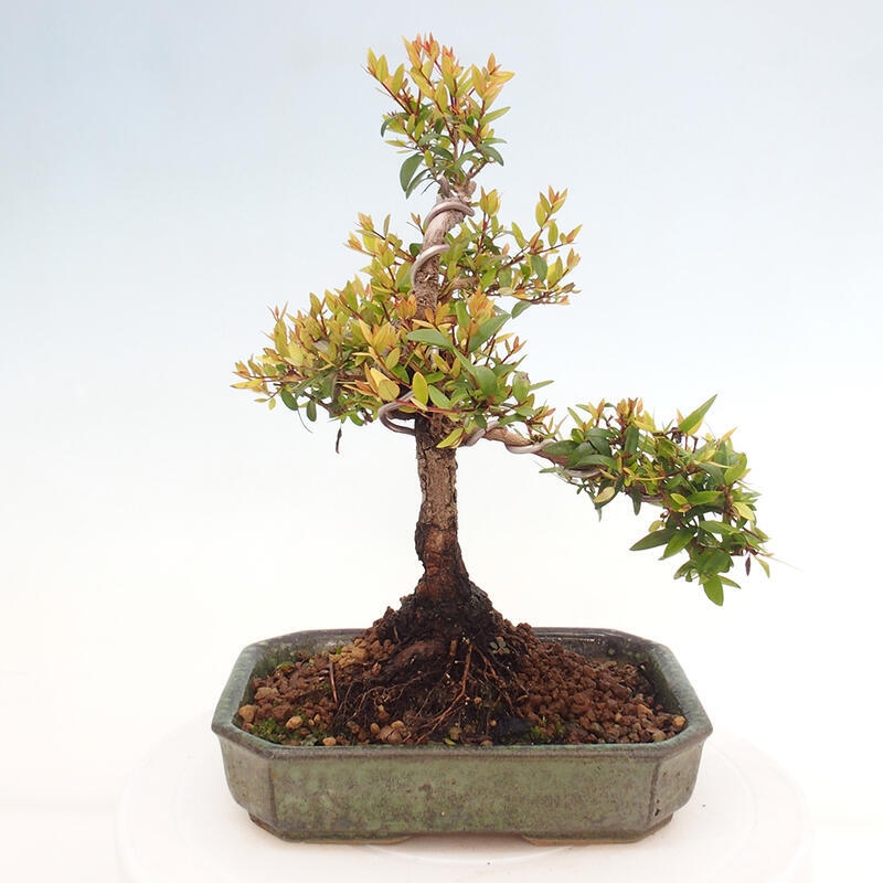 Zimmerbonsai - Myrtus communis - Gewöhnliche Myrte