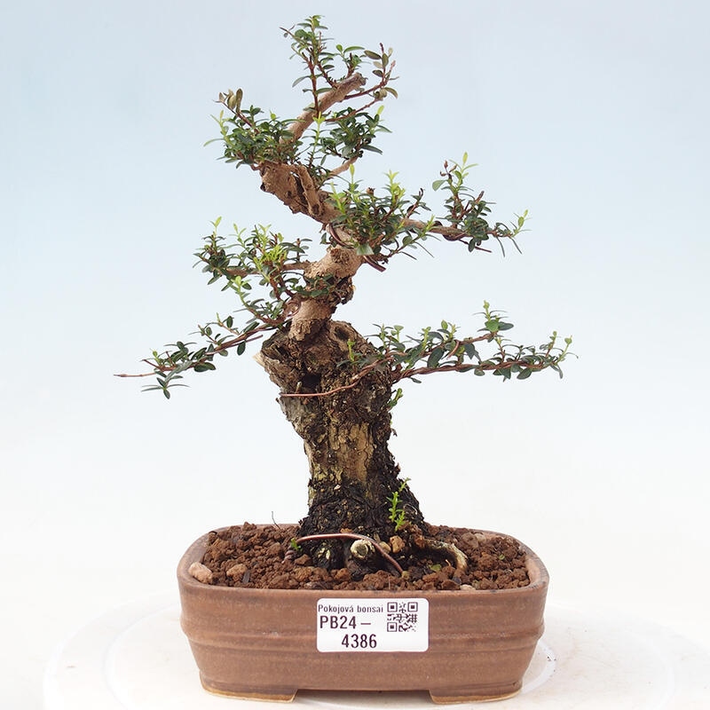 Zimmerbonsai - Myrtus communis - Gewöhnliche Myrte