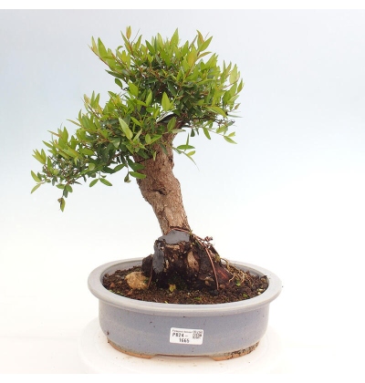 Zimmerbonsai - Myrtus communis - Gewhnliche Myrte - e-bonsai.de
