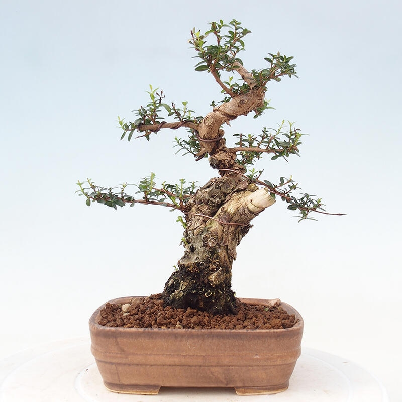 Zimmerbonsai - Myrtus communis - Gewöhnliche Myrte