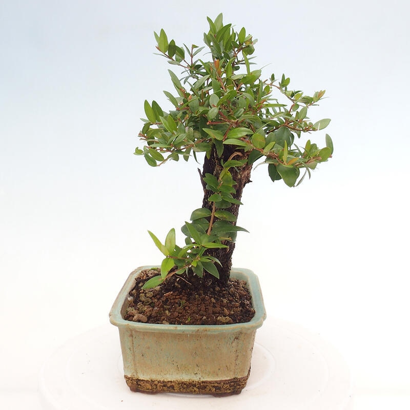 Zimmerbonsai - Myrtus communis - Gewöhnliche Myrte