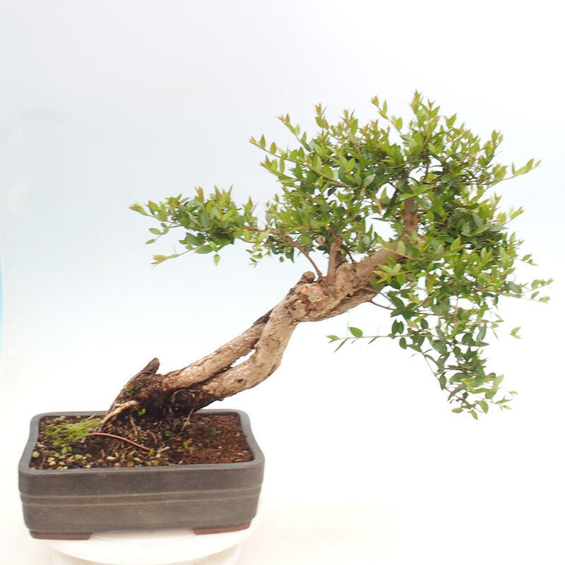 Zimmerbonsai - Myrtus communis - Gewöhnliche Myrte
