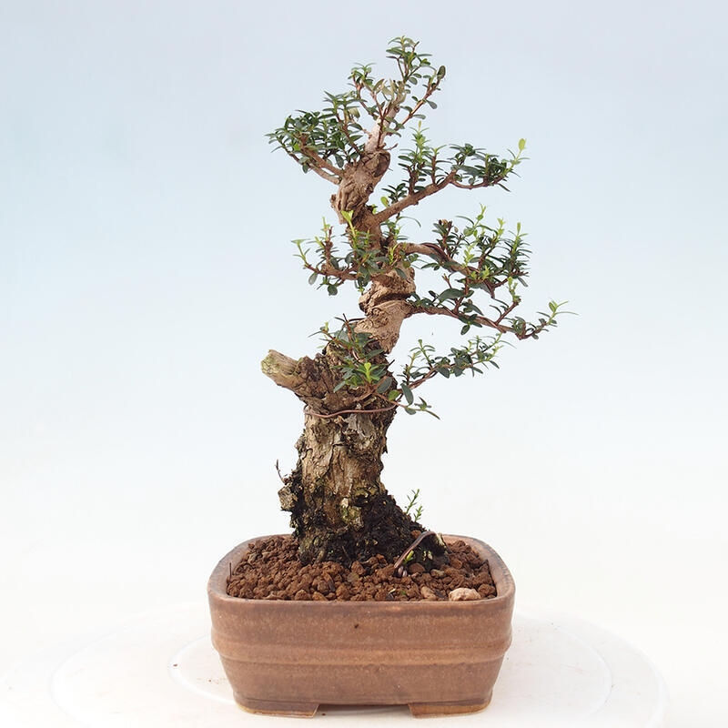 Zimmerbonsai - Myrtus communis - Gewöhnliche Myrte