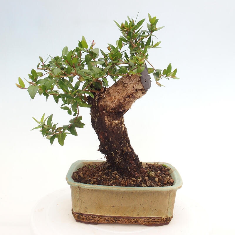 Zimmerbonsai - Myrtus communis - Gewöhnliche Myrte