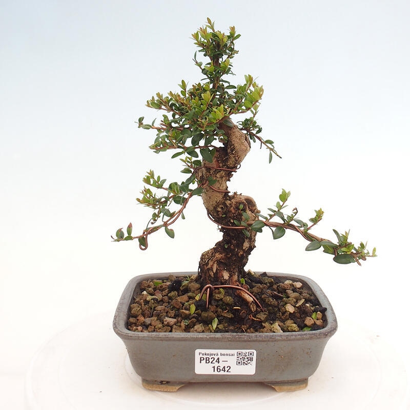 Zimmerbonsai - Myrtus communis - Gewöhnliche Myrte