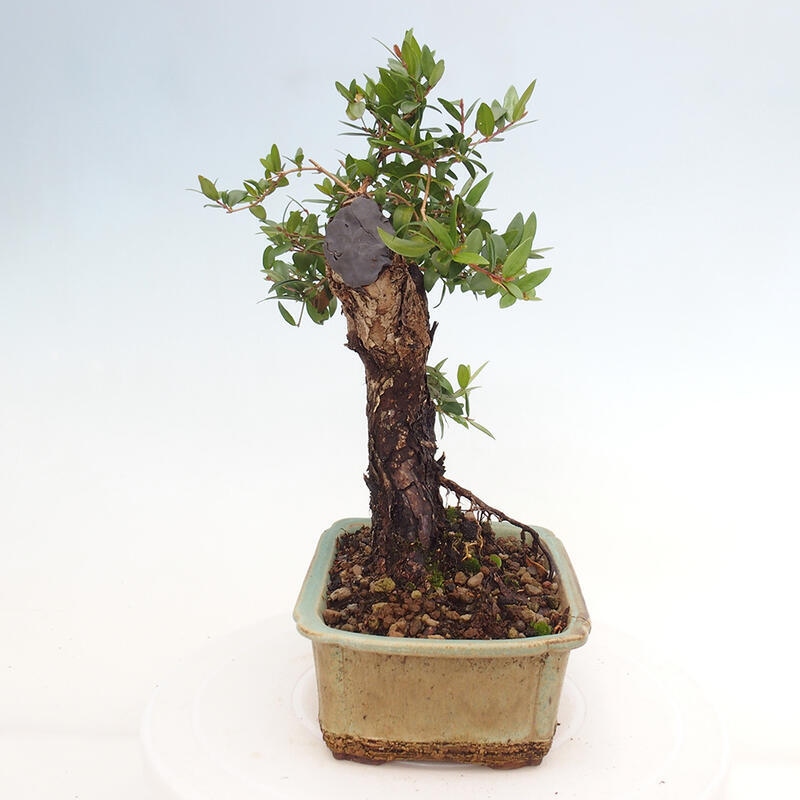 Zimmerbonsai - Myrtus communis - Gewöhnliche Myrte