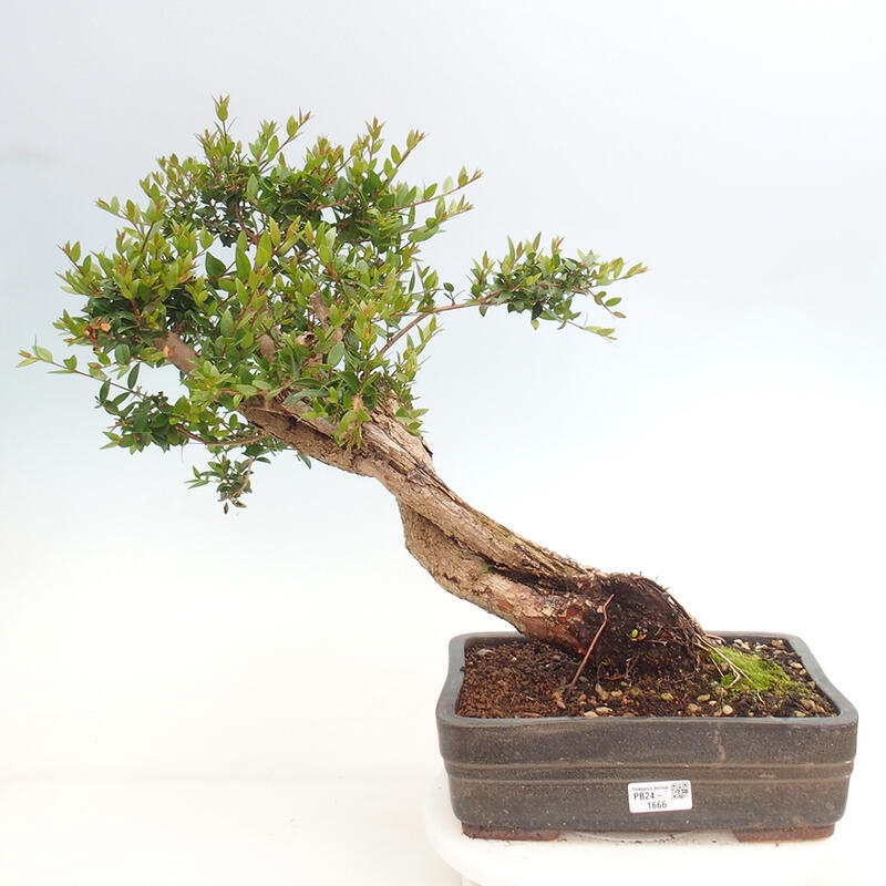 Zimmerbonsai - Myrtus communis - Gewöhnliche Myrte