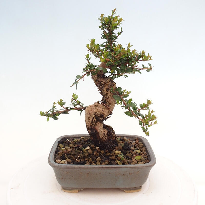 Zimmerbonsai - Myrtus communis - Gewöhnliche Myrte