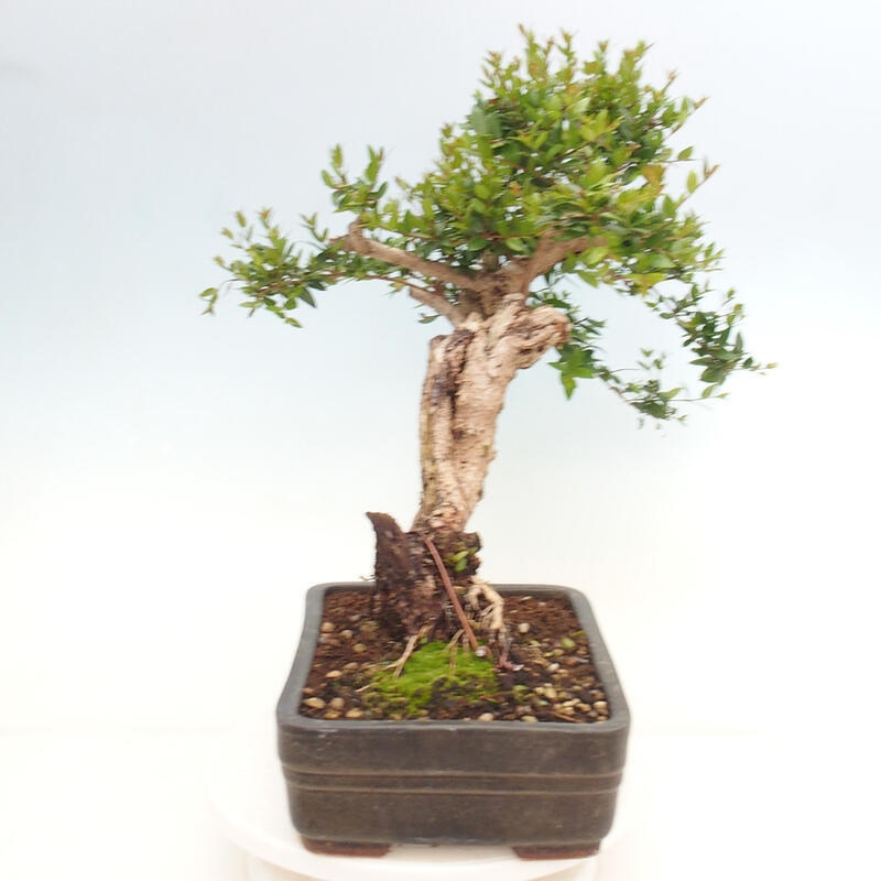Zimmerbonsai - Myrtus communis - Gewöhnliche Myrte