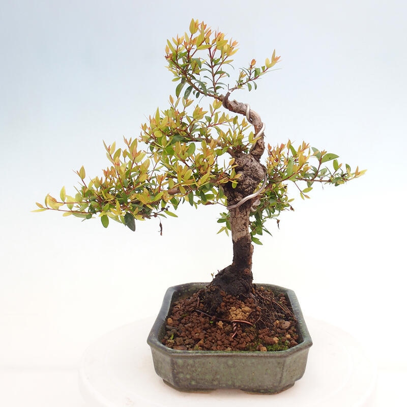 Zimmerbonsai - Myrtus communis - Gewöhnliche Myrte