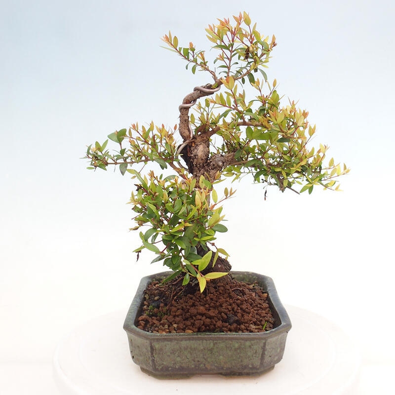 Zimmerbonsai - Myrtus communis - Gewöhnliche Myrte