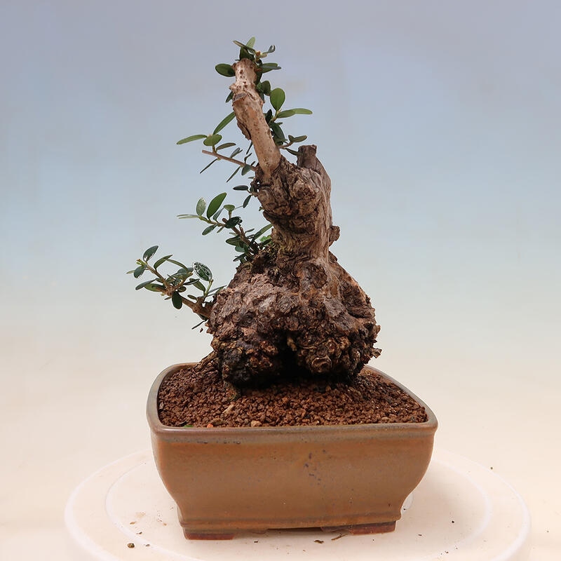 Indoor-Bonsai - Olea europaea sylvestris - Europäisches kleinblättriges Olivenöl