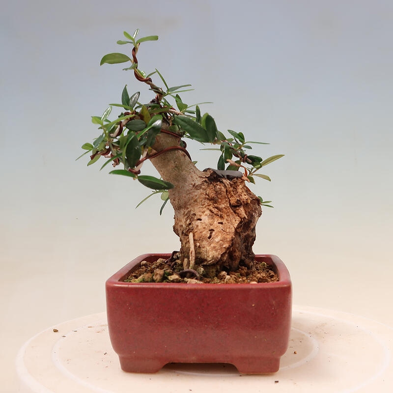 Indoor-Bonsai - Olea europaea sylvestris - Europäisches kleinblättriges Olivenöl