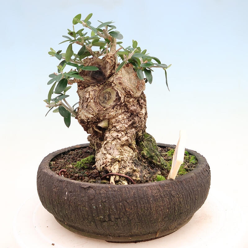 Zimmerbonsai – Olea europaea sylvestris – Kleinblättrige europäische Olive