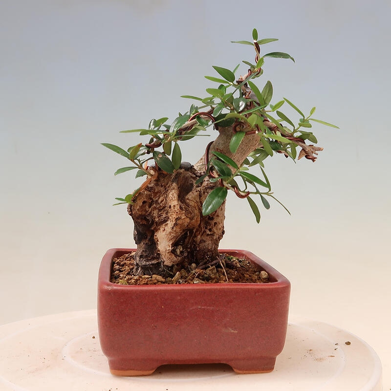 Indoor-Bonsai - Olea europaea sylvestris - Europäisches kleinblättriges Olivenöl