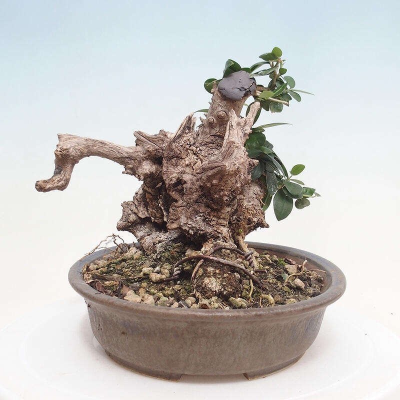 Indoor-Bonsai - Olea europaea sylvestris - Europäisches kleinblättriges Olivenöl