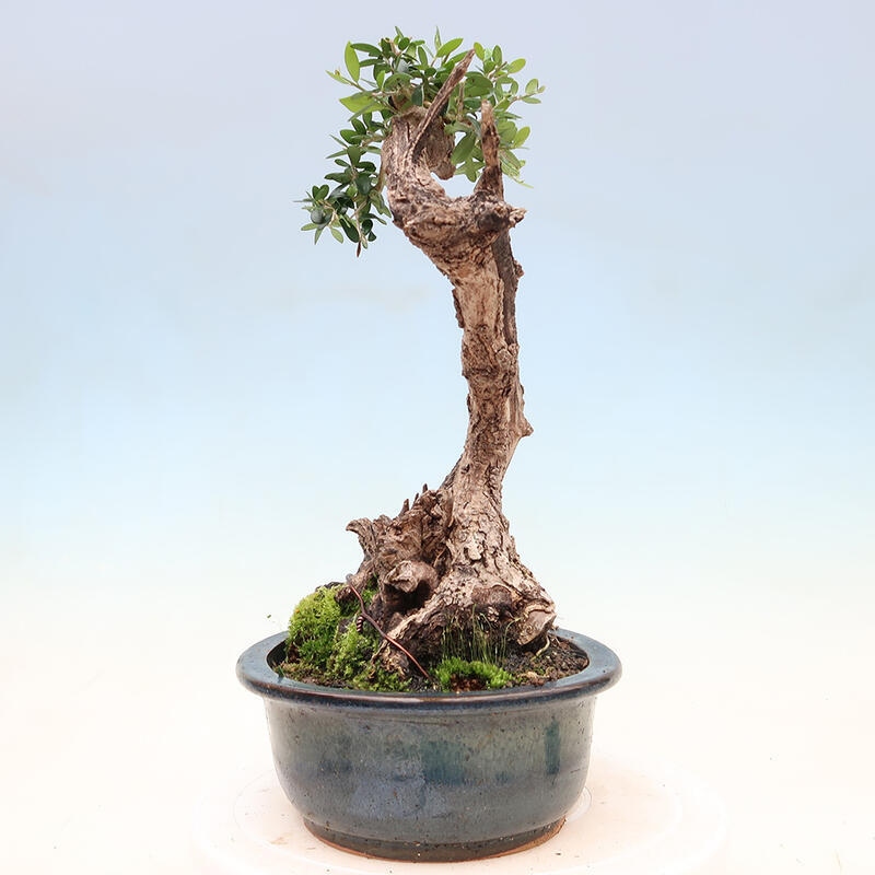 Zimmerbonsai – Olea europaea sylvestris – Kleinblättrige europäische Olive