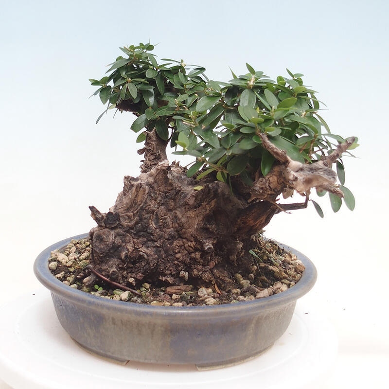 Indoor-Bonsai - Olea europaea sylvestris - Europäisches kleinblättriges Olivenöl