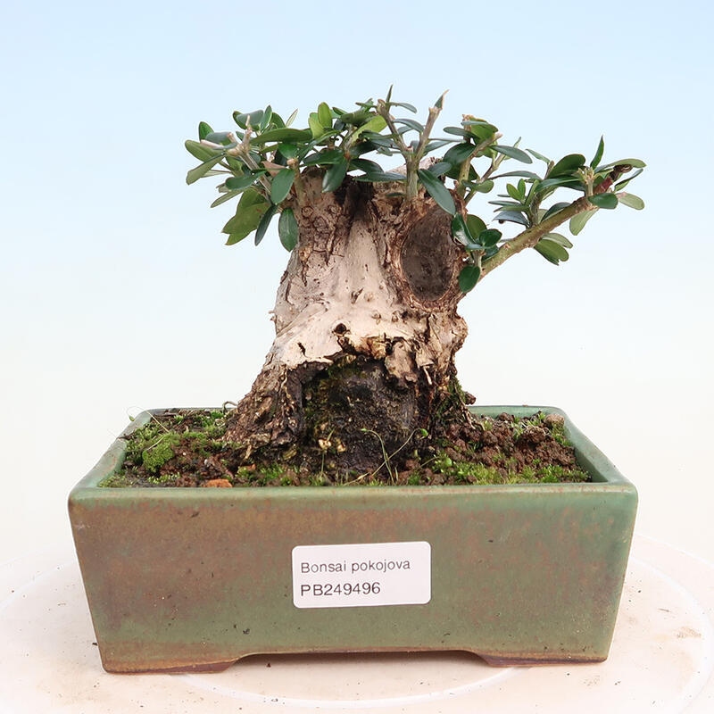 Zimmerbonsai – Olea europaea sylvestris – Kleinblättrige europäische Olive