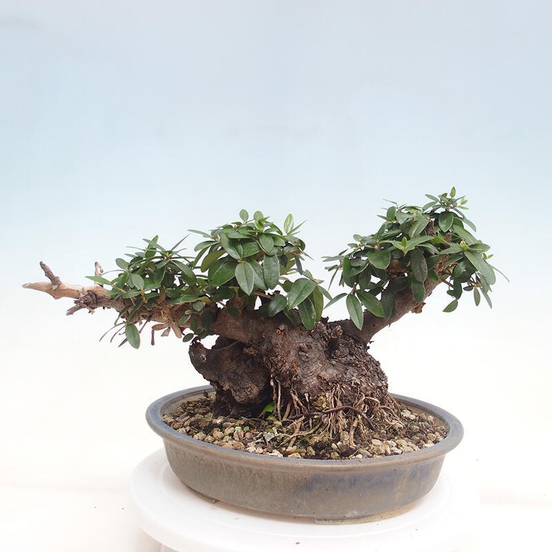 Indoor-Bonsai - Olea europaea sylvestris - Europäisches kleinblättriges Olivenöl