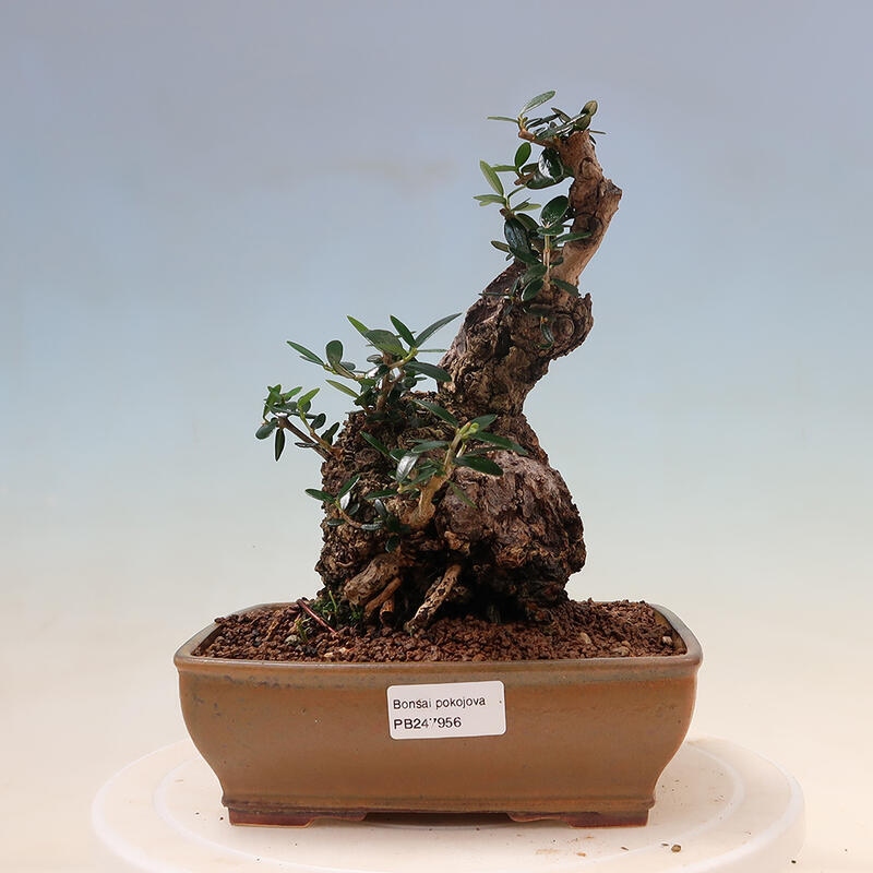 Indoor-Bonsai - Olea europaea sylvestris - Europäisches kleinblättriges Olivenöl