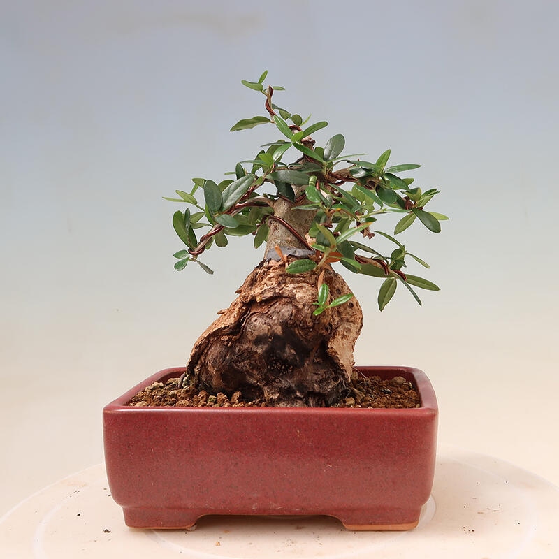 Indoor-Bonsai - Olea europaea sylvestris - Europäisches kleinblättriges Olivenöl