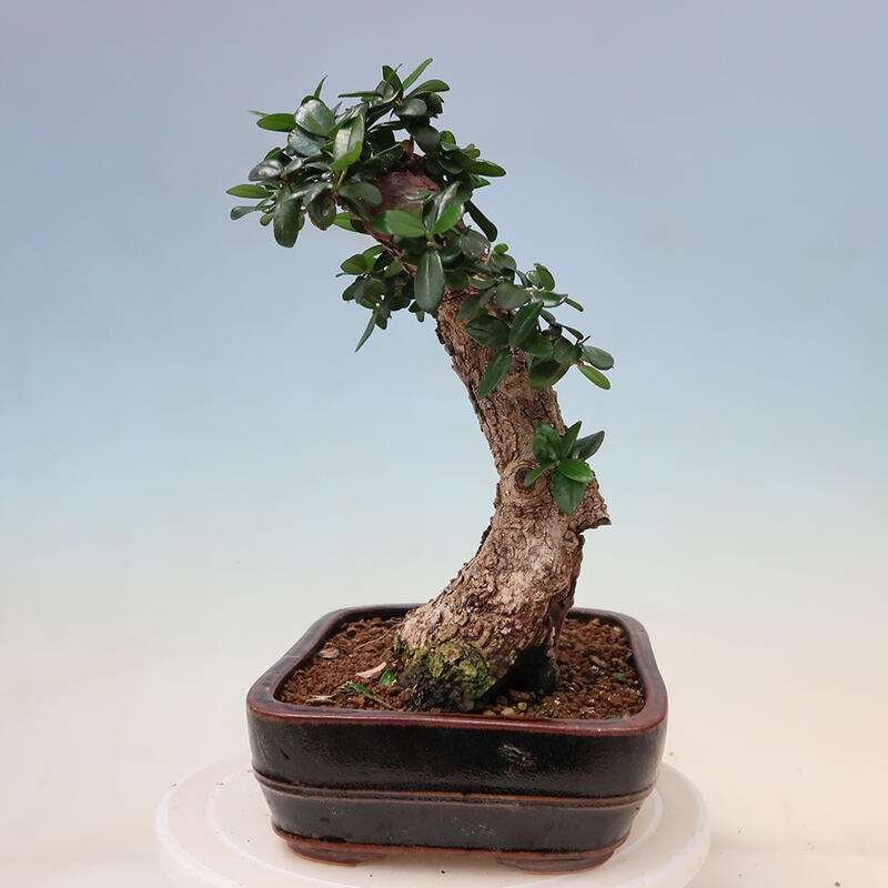 Indoor-Bonsai - Olea europaea sylvestris - Europäisches kleinblättriges Olivenöl