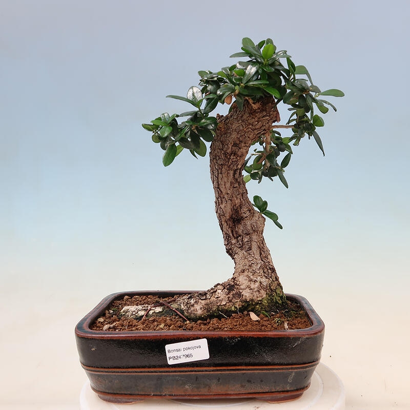 Indoor-Bonsai - Olea europaea sylvestris - Europäisches kleinblättriges Olivenöl