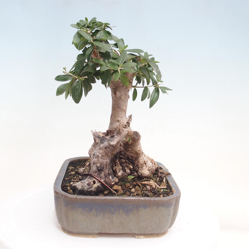 Indoor-Bonsai - Olea europaea sylvestris - Europäisches kleinblättriges Olivenöl