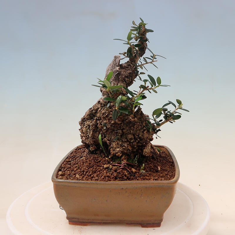 Indoor-Bonsai - Olea europaea sylvestris - Europäisches kleinblättriges Olivenöl