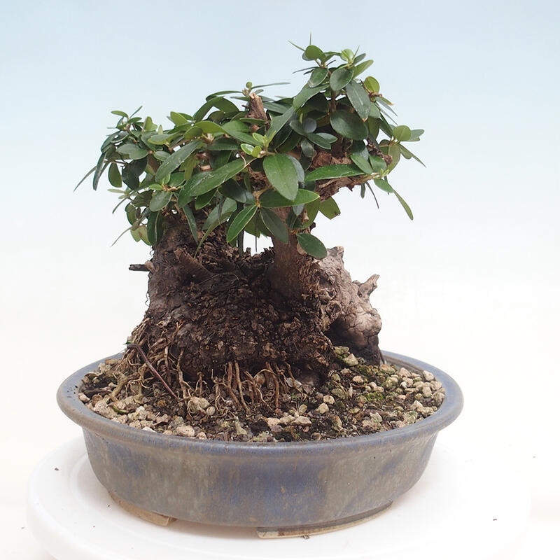 Indoor-Bonsai - Olea europaea sylvestris - Europäisches kleinblättriges Olivenöl
