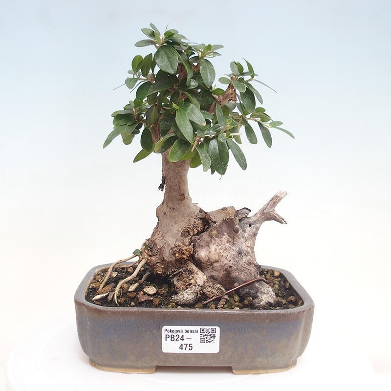 Indoor-Bonsai - Olea europaea sylvestris - Europäisches kleinblättriges Olivenöl