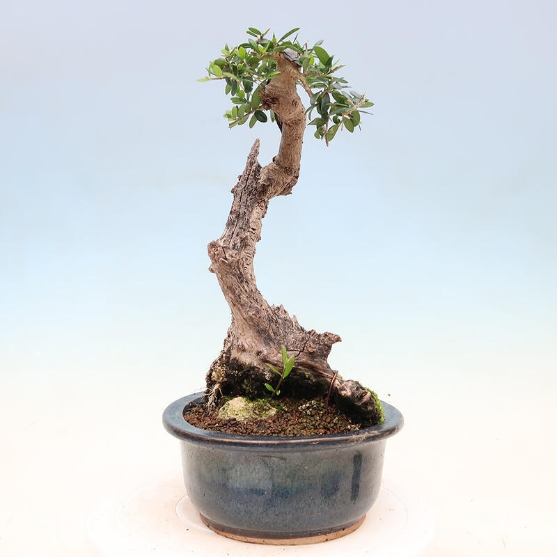 Zimmerbonsai – Olea europaea sylvestris – Kleinblättrige europäische Olive
