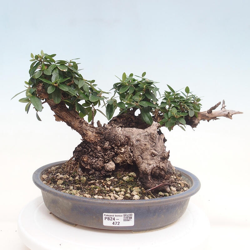 Indoor-Bonsai - Olea europaea sylvestris - Europäisches kleinblättriges Olivenöl