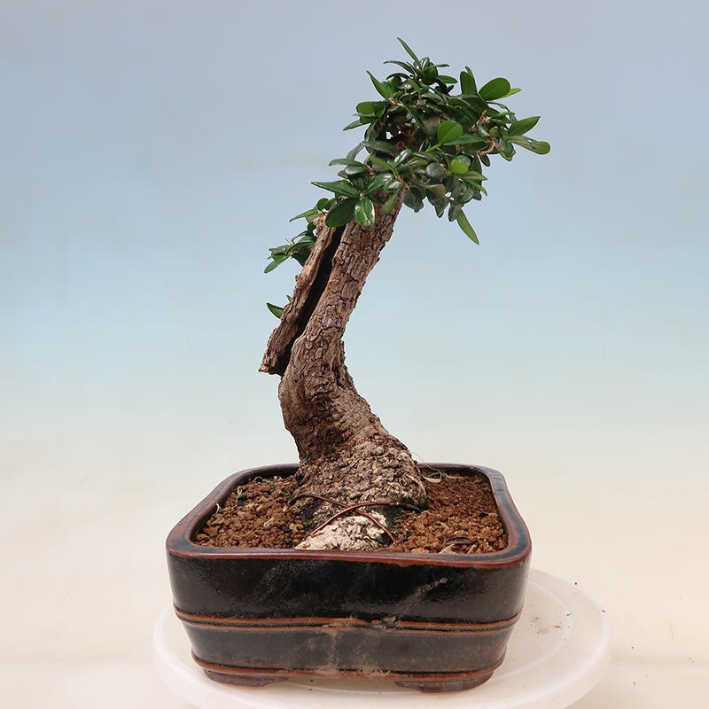 Indoor-Bonsai - Olea europaea sylvestris - Europäisches kleinblättriges Olivenöl