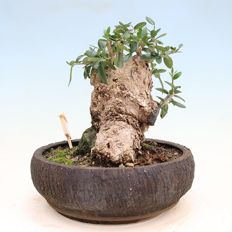 Zimmerbonsai – Olea europaea sylvestris – Kleinblättrige europäische Olive