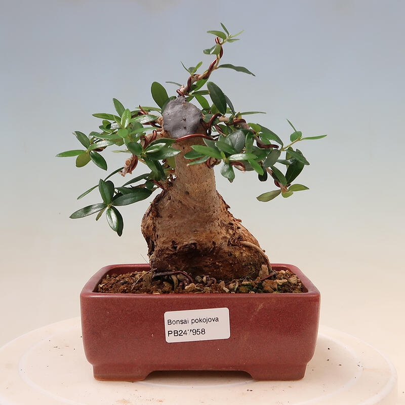 Indoor-Bonsai - Olea europaea sylvestris - Europäisches kleinblättriges Olivenöl