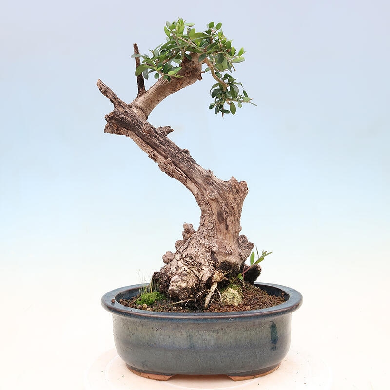 Zimmerbonsai – Olea europaea sylvestris – Kleinblättrige europäische Olive