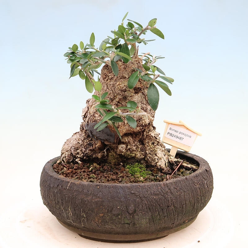 Zimmerbonsai – Olea europaea sylvestris – Kleinblättrige europäische Olive